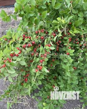 Дача 45м², 1-этажный, участок 5 сот.  