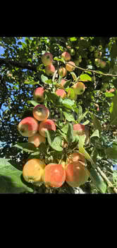 Дом 48м&sup2;, 2-этажный, участок 5 сот.  