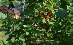 Дом 52м&sup2;, 1-этажный, участок 5 сот.  