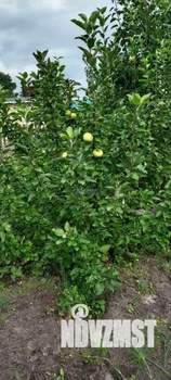 Дом 20м², 1-этажный, участок 5 сот.  