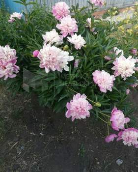 Дом 40м², 2-этажный, участок 6 сот.  