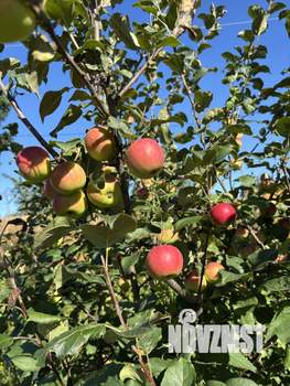 Дом 40м&sup2;, 2-этажный, участок 7 сот.  