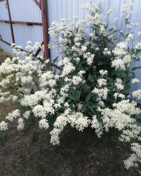 Дом 40м², 2-этажный, участок 6 сот.  