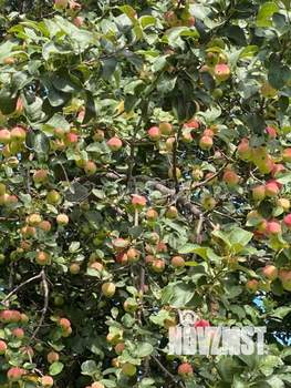 Дом 12м&sup2;, 2-этажный, участок 5 сот.  