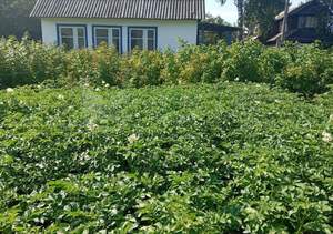 Дом 25м&sup2;, 1-этажный, участок 4 сот.  