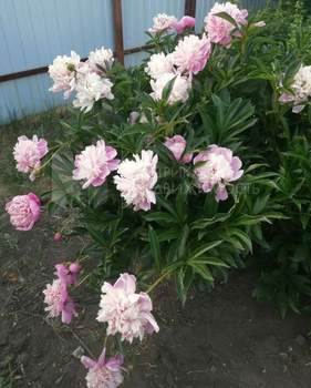 Дом 40м², 2-этажный, участок 6 сот.  