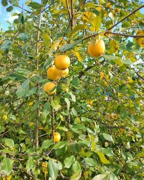 Дом 18м&sup2;, 1-этажный, участок 4 сот.  