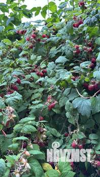 Дом 40м&sup2;, 2-этажный, участок 7 сот.  