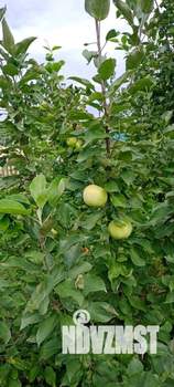 Дом 20м², 1-этажный, участок 5 сот.  