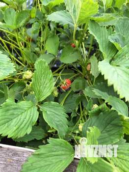 Дом 59м&sup2;, 2-этажный, участок 6 сот.  