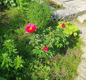 Дом 36м&sup2;, 2-этажный, участок 5 сот.  