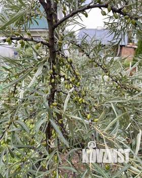 Дача 45м², 1-этажный, участок 5 сот.  