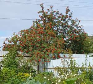 Дом 36м&sup2;, 2-этажный, участок 5 сот.  