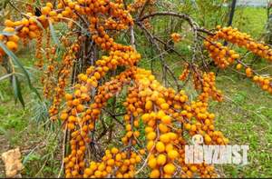 Дом 50м&sup2;, 2-этажный, участок 15 сот.  