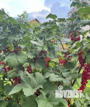 Дом 48м&sup2;, 1-этажный, участок 11 сот.  