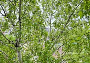 Студия квартира, на длительный срок, 17м2, 7/9 этаж